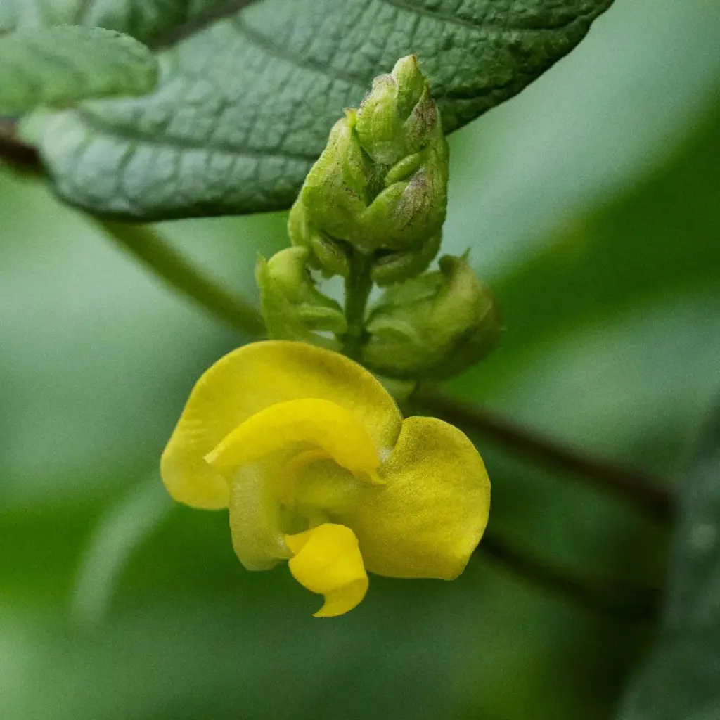 小豆の花