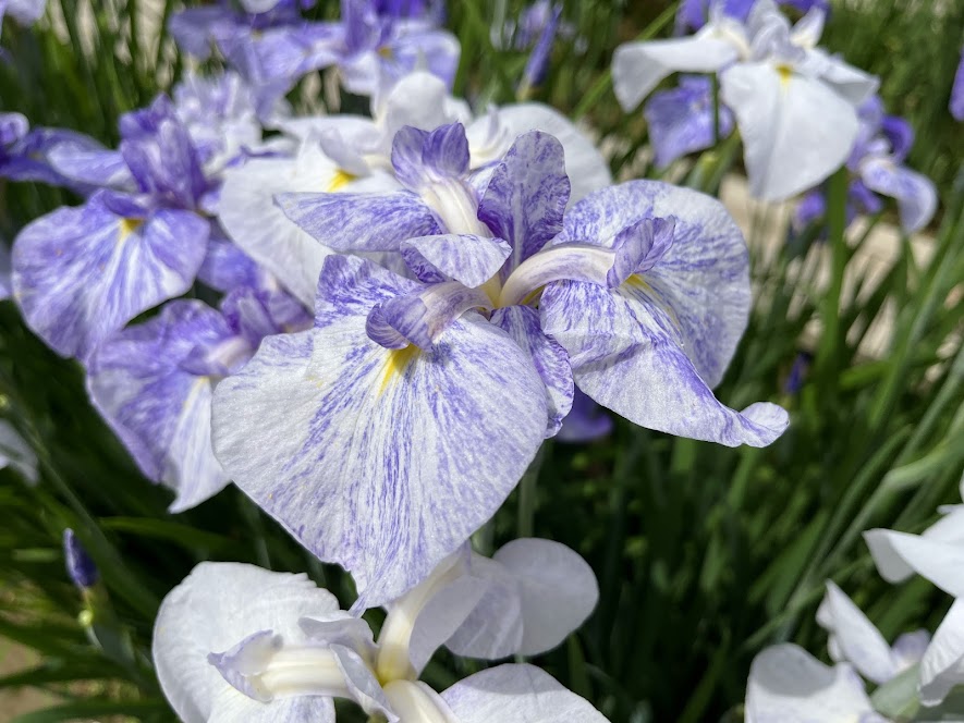 青と白のミックスされた花菖蒲