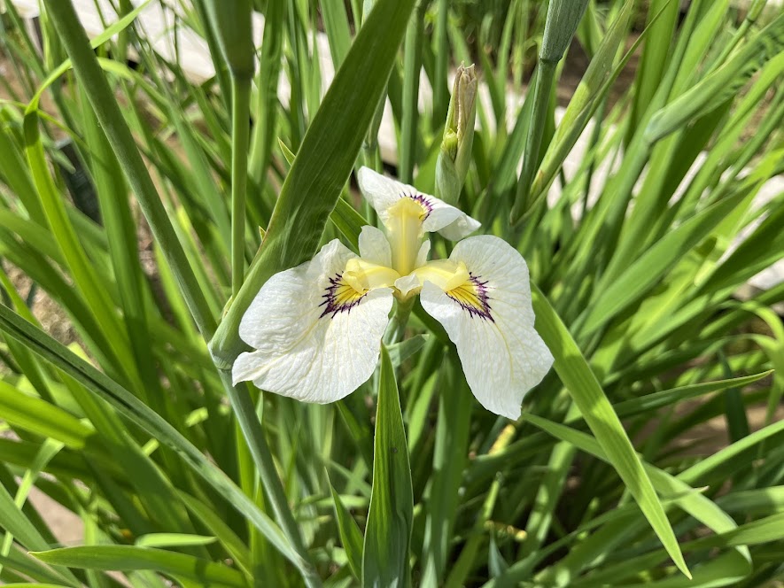 白い花菖蒲1