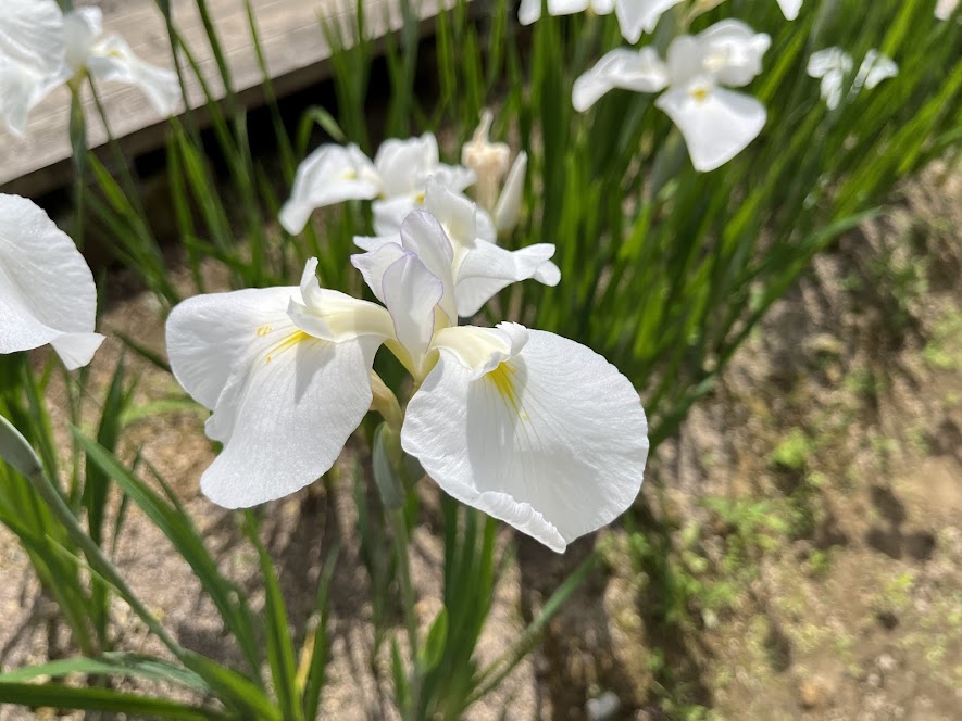 白い花菖蒲の雪且見