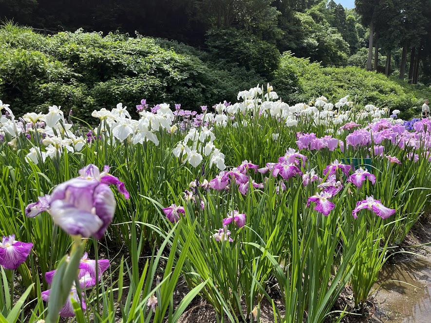 花菖蒲の群れ