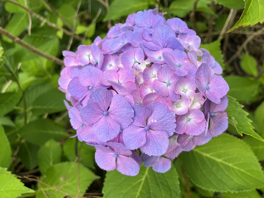 紫色の紫陽花1