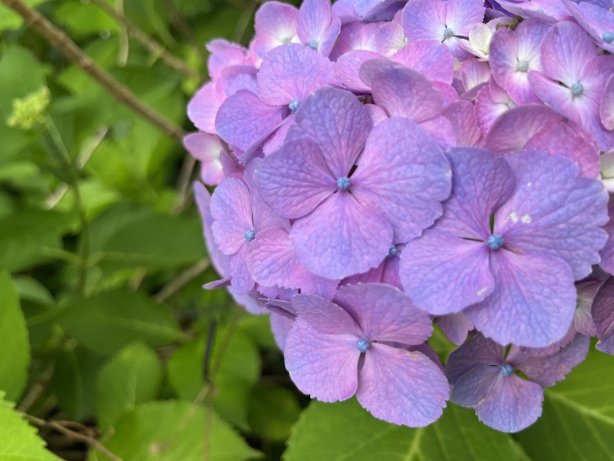 紫色の紫陽花2