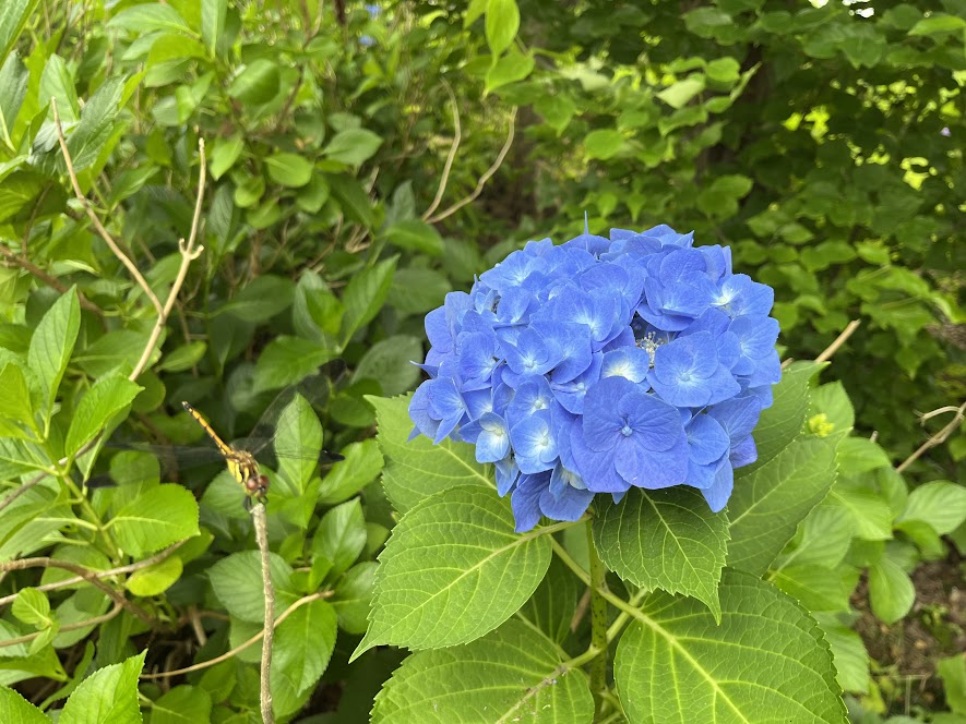 青い紫陽花