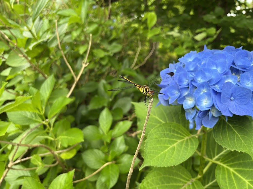 紫陽花の手前にトンボ