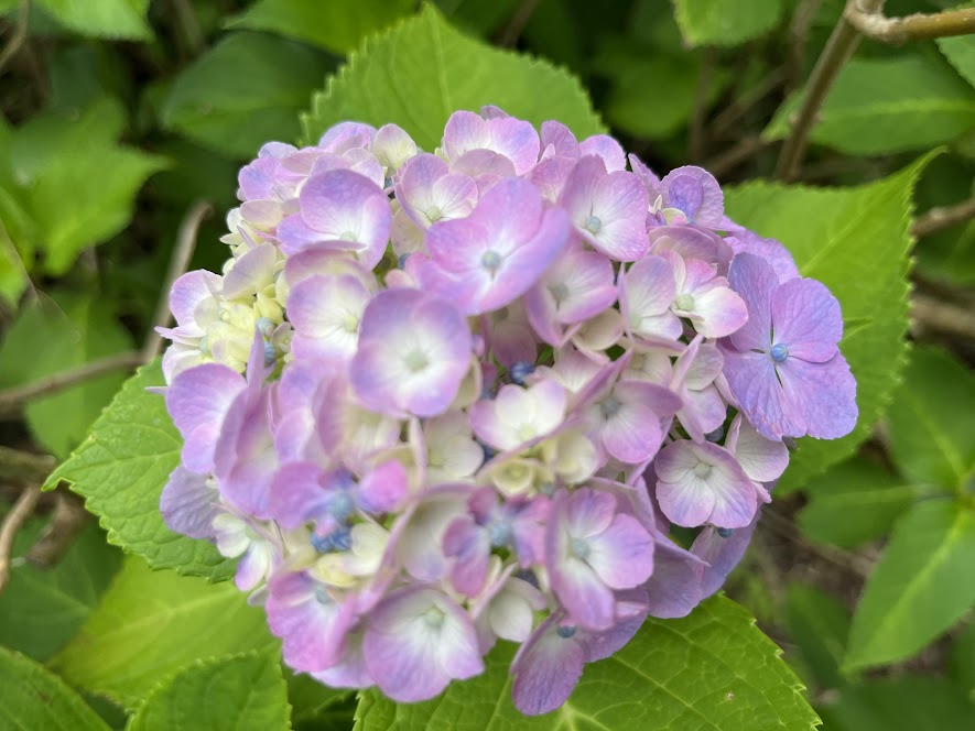 薄い紫色の紫陽花