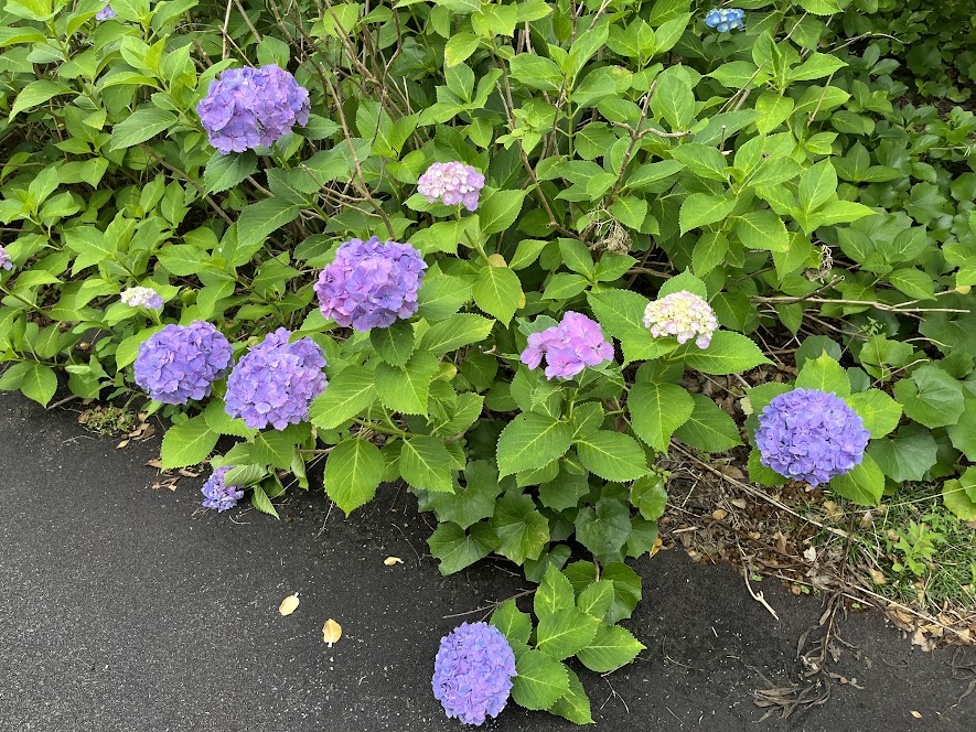 ひとつの木から色々な紫陽花が咲く様子