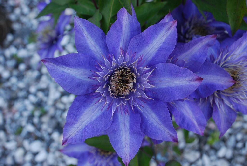 鉄線の花の写真