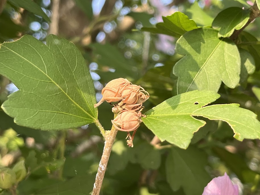 この後咲くであろう木槿の蕾