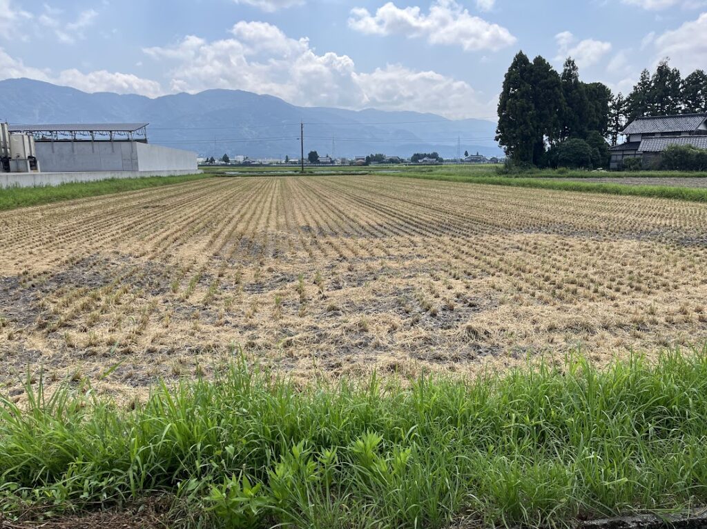 刈取りが終わった田んぼ