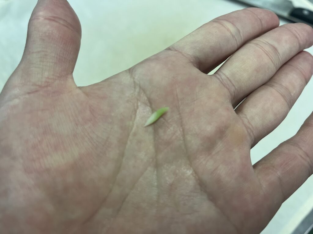 竹に乗せるこの芽