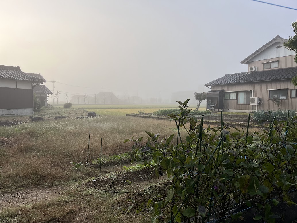 朝霧の様子