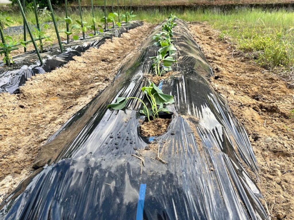 シルクスイートを植えてみた