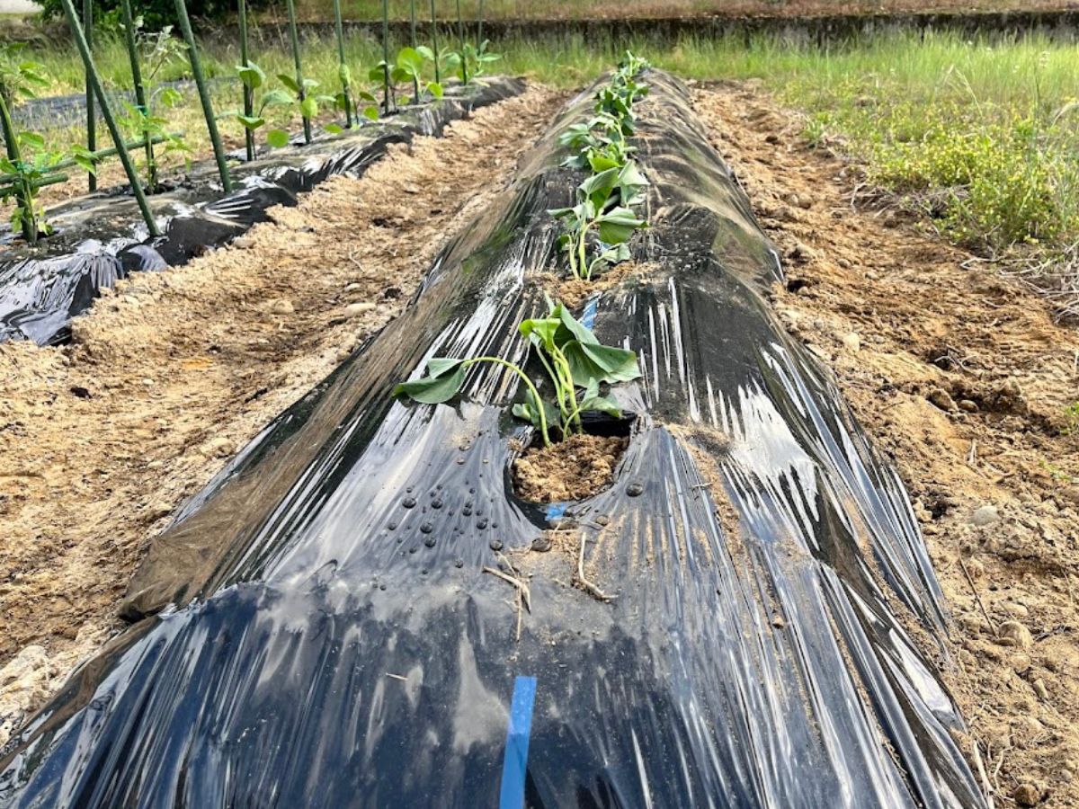シルクスイートを植えてみた